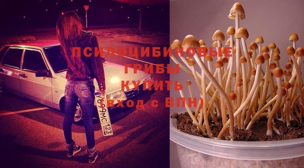 стаф Алзамай